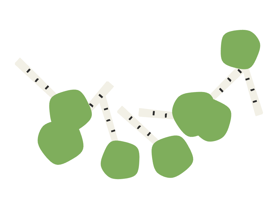 Birch Tree drawn along a curved stroke