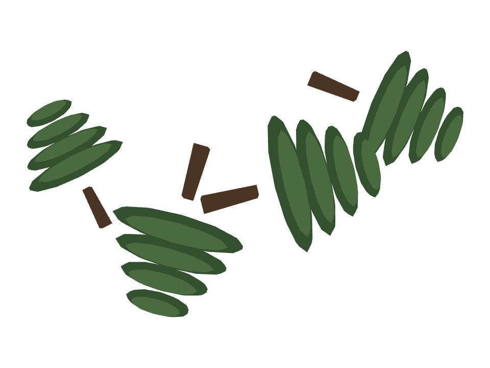 Cedar Tree drawn along a curved stroke