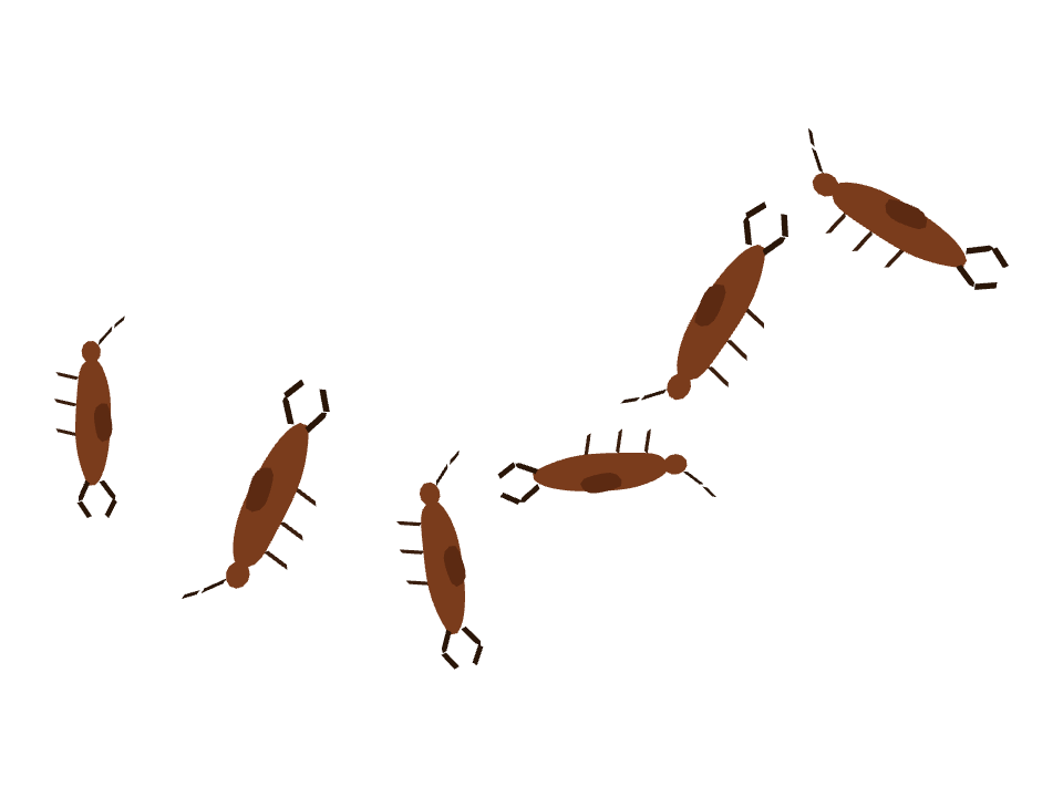 Earwig drawn along one curved stroke
