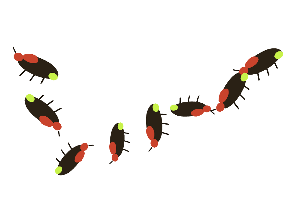 Firefly drawn along one curved stroke