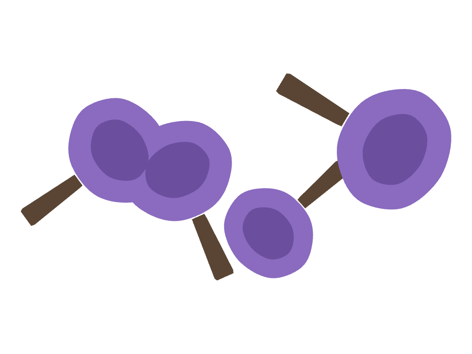 Jacaranda Tree drawn along a curved stroke