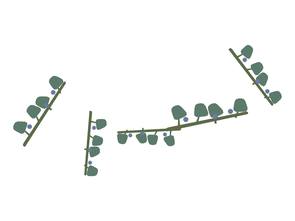 Juniper Branch drawn along a curved stroke
