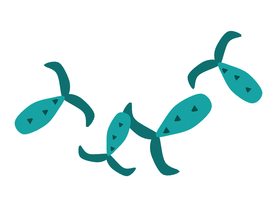 Mermaid Tail drawn along one curved stroke