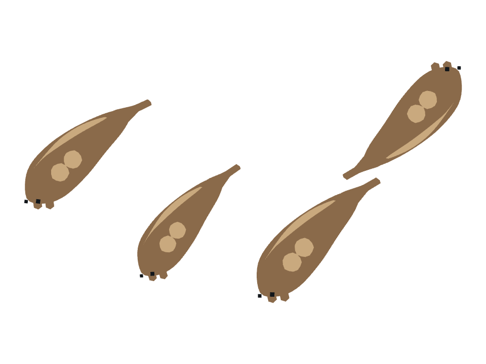 Otter drawn along a curved stroke