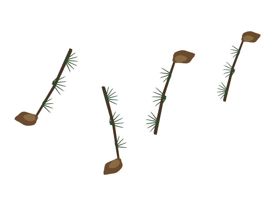 Pine Branch drawn along a curved stroke