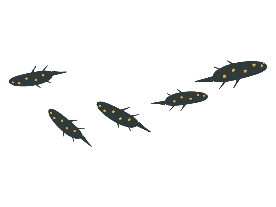 Salamander drawn along one curved stroke