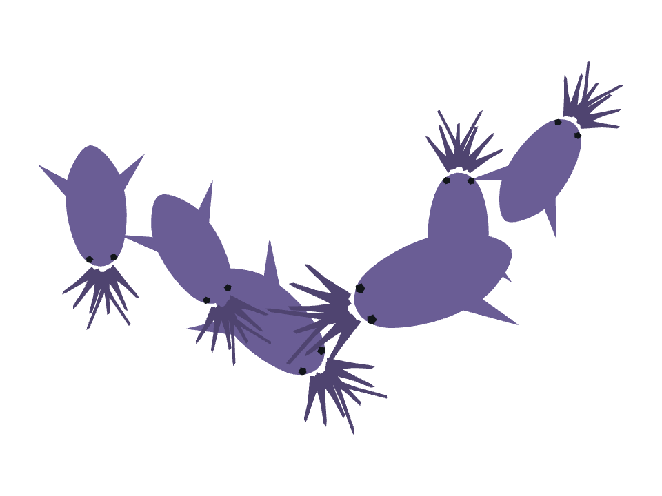 Squid drawn along a curved stroke