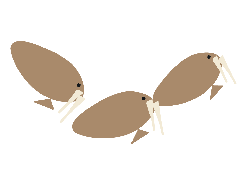 Walrus drawn along a curved stroke