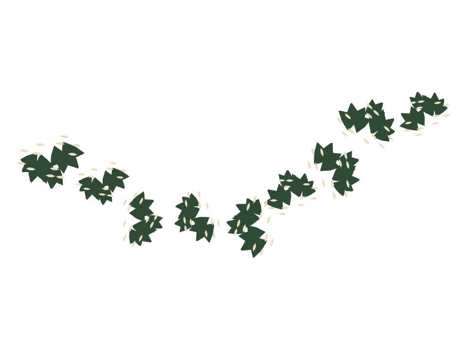 Zebra Plant drawn along one curved stroke